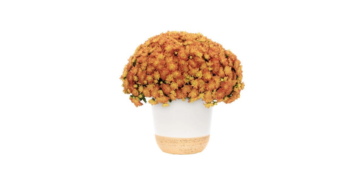 Better Homes &amp; Gardens Scents of the Season Chrysanthemum