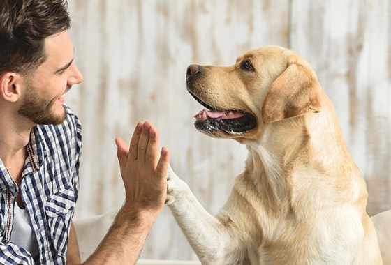 Best Dog Flea & Tick Medications