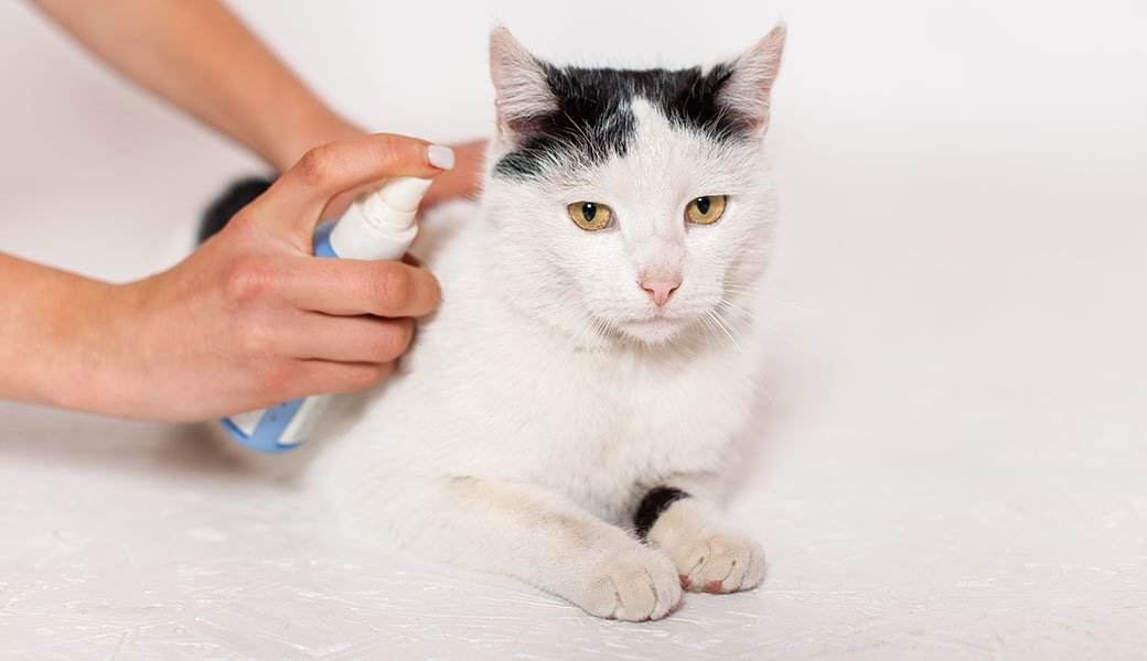 5 Best Flea Home Sprays Jan. 2021 BestReviews