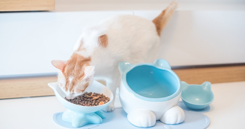 5 Best Kitten Food Mar. 2021 BestReviews