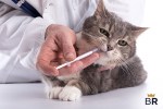 top ten cat dewormers