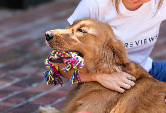 The best indestructible dog toys for aggressive chewers