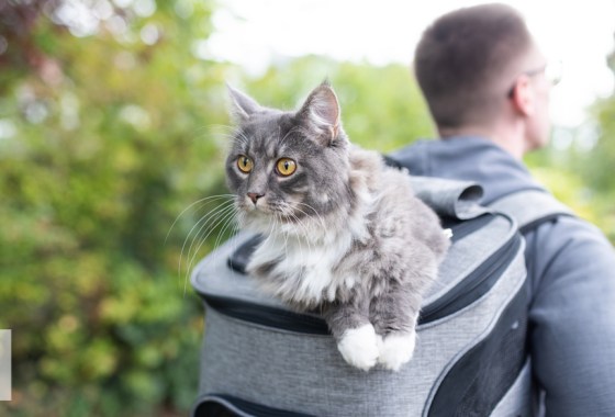 How to use a cat backpack