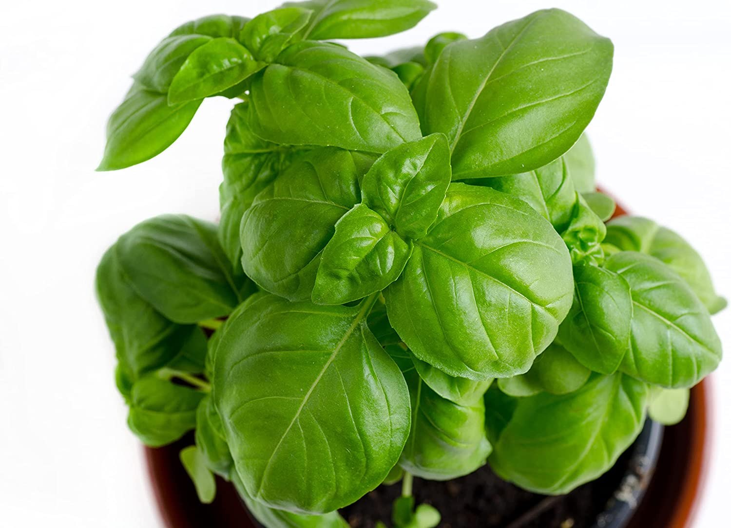 RDR Seeds Genovese Basil Seeds